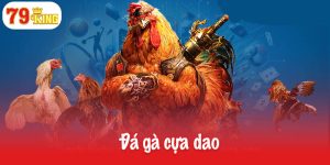 Đá gà cựa dao