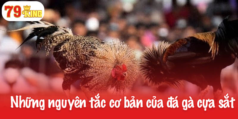 Đá gà cựa sắt - Môn giải trí đỉnh cao dành cho người đam mê 4 Những nguyên tắc cơ bản khi tham gia đá gà cựa sắt