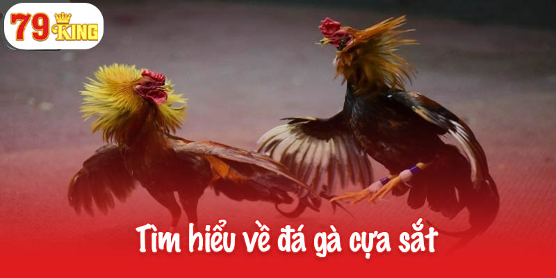 Đá gà cựa sắt - Môn giải trí đỉnh cao dành cho người đam mê 2 Tìm hiểu về đá gà cựa sắt
