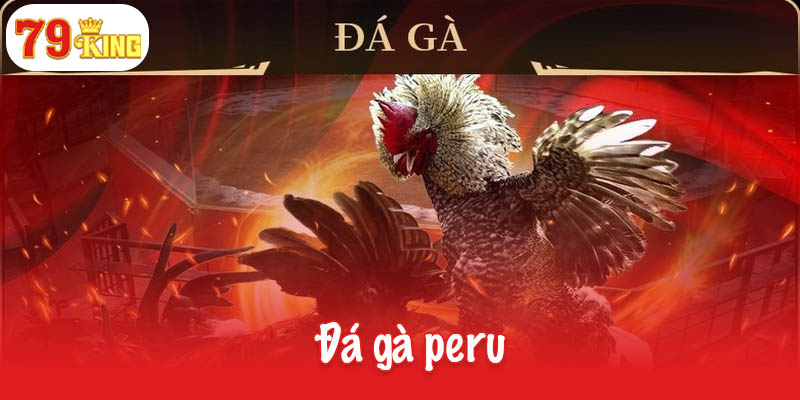 Đá gà peru - Sự lựa chọn hàng đầu của các dân chơi cá cược 1 Đá gà peru