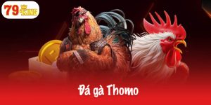Đá gà Thomo