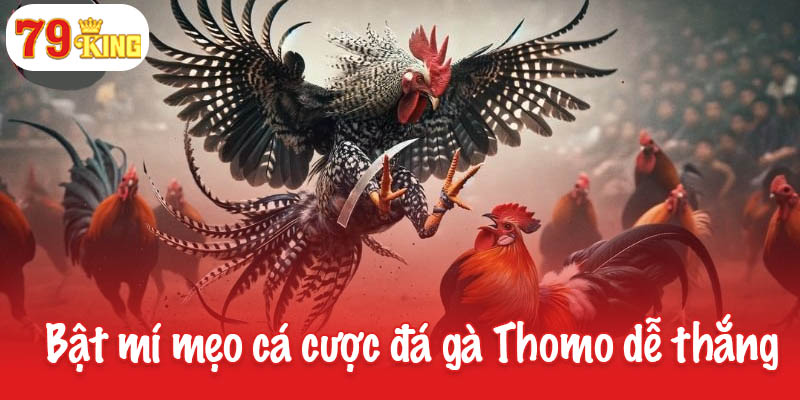Đá gà Thomo – Nơi những chiến kê đỉnh cao tỏa sáng 4 Bật mí mẹo cá cược đá gà Thomo dễ thắng