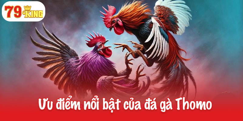 Đá gà Thomo – Nơi những chiến kê đỉnh cao tỏa sáng 2 Ưu điểm nổi bật của đá gà Thomo tại 79King